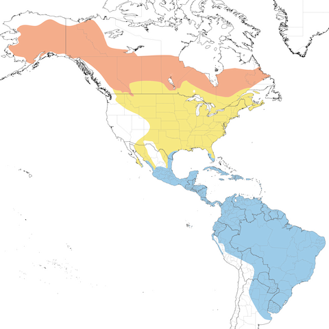 Solitary Sandpiper range map