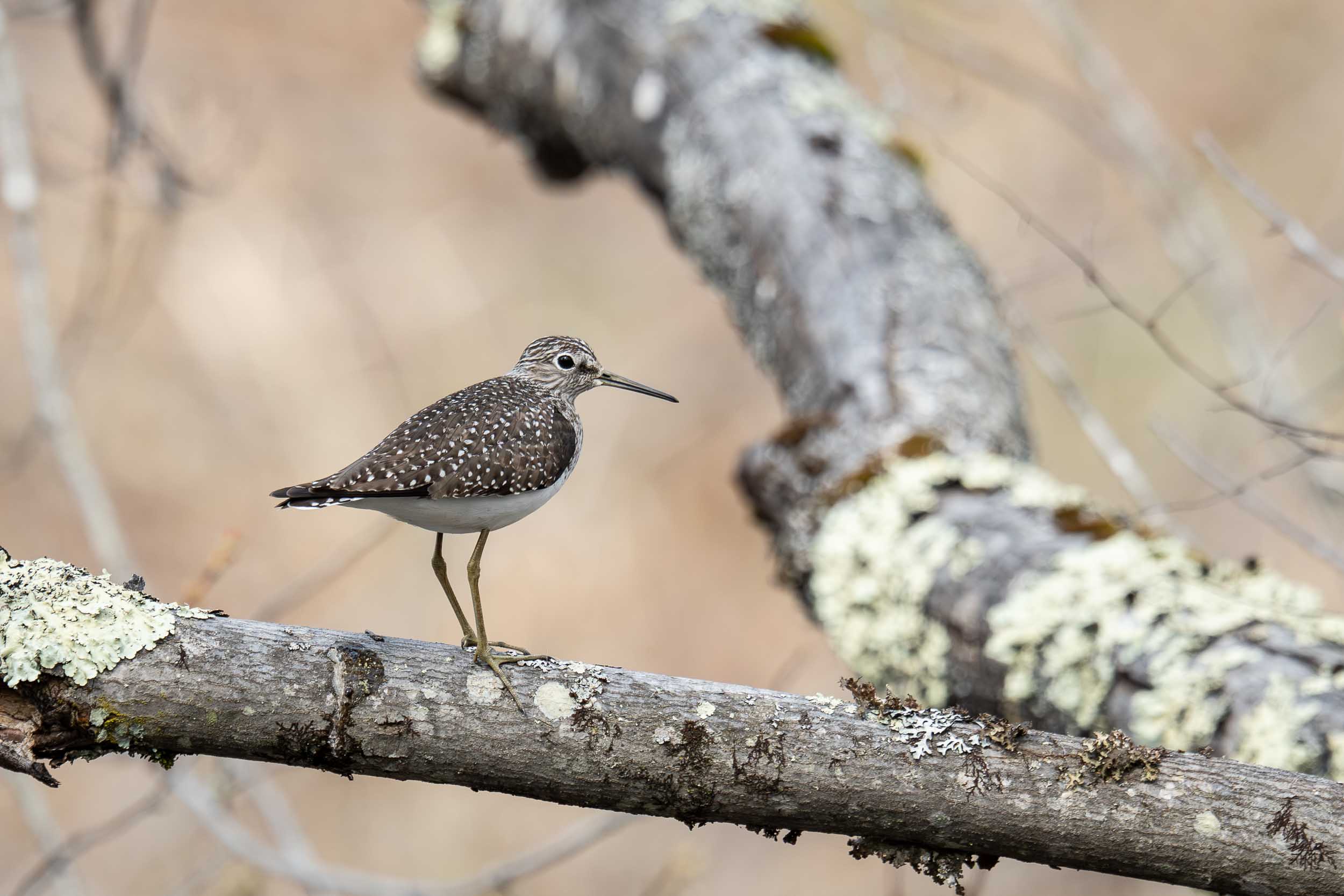 Solitary Sandpiper