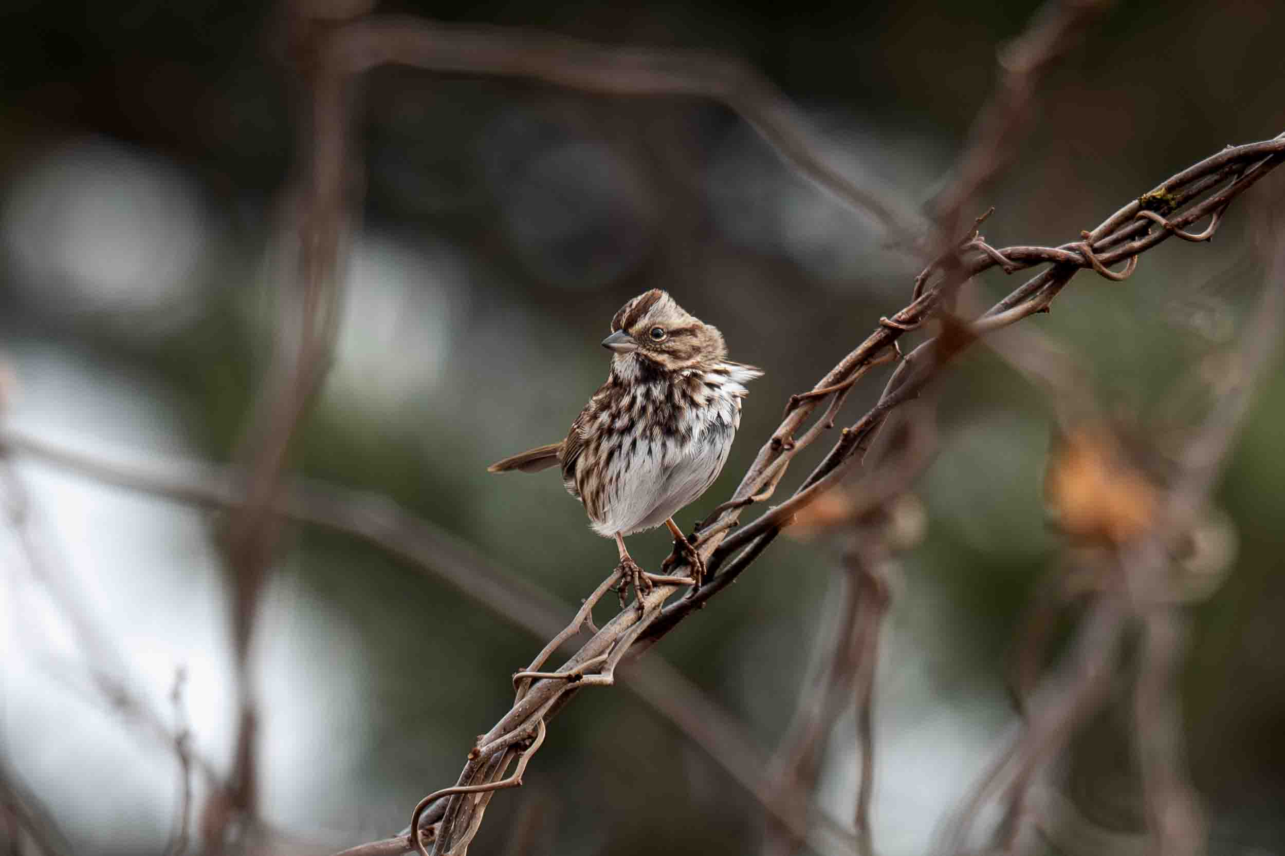 Song Sparrow