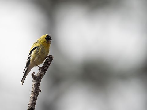 American Goldfinch