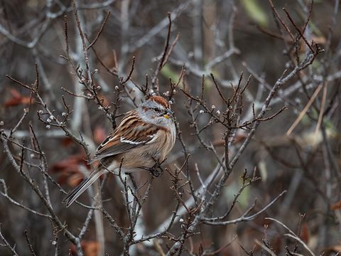 American Tree Sparrow