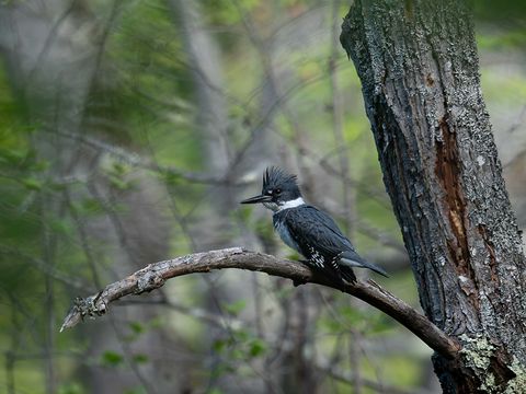 Belted Kingfisher