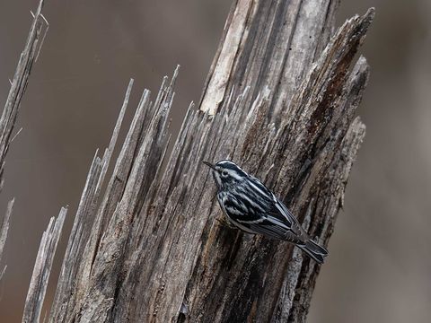 Black-and-white Warbler