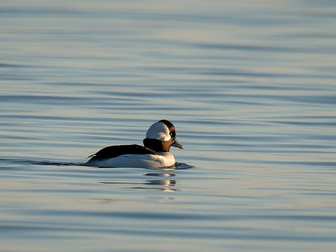 Bufflehead