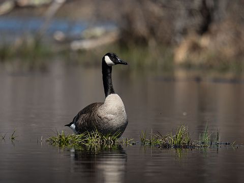 Canada Goose