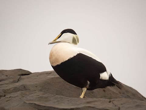Common Eider