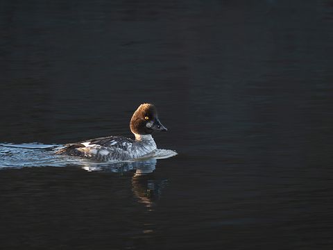 Common Goldeneye