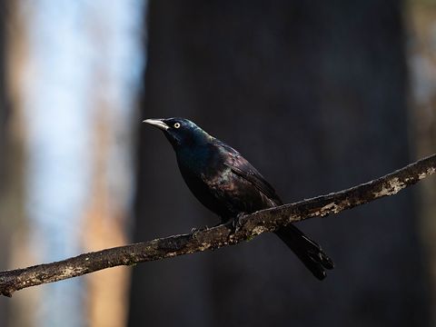 Common Grackle