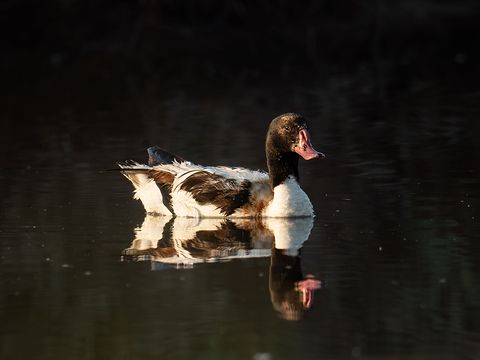 Common Shelduck