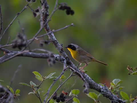 Common Yellowthroat