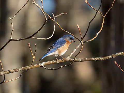 Eastern Bluebird