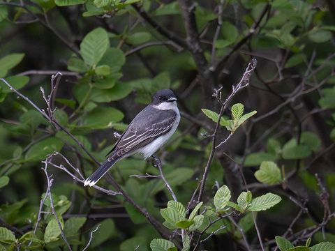 Eastern Kingbird