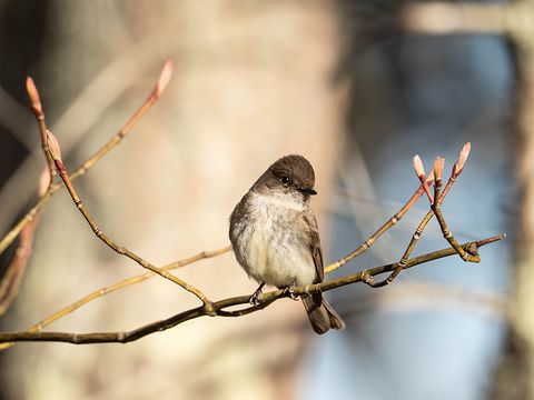 Eastern Phoebe