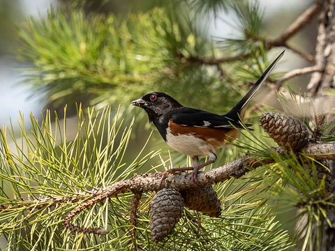 Eastern Towhee