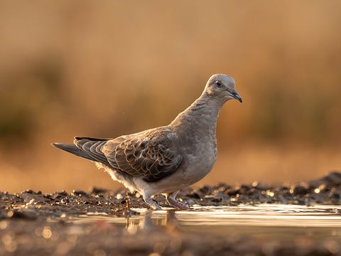 European Turtle Dove