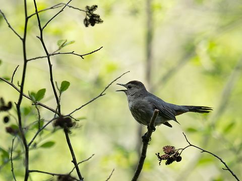 Gray Catbird