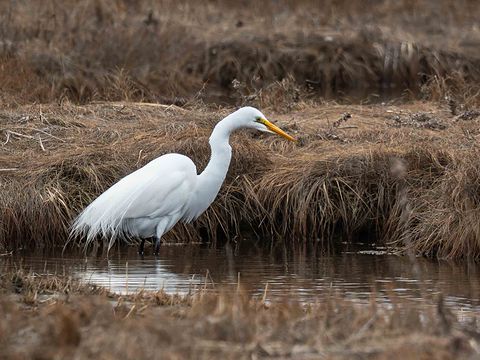 Great Egret