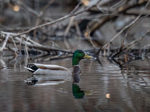 Mallard