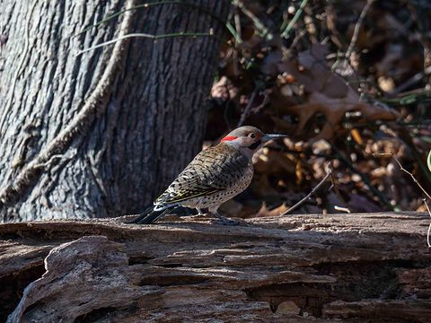 Northern Flicker