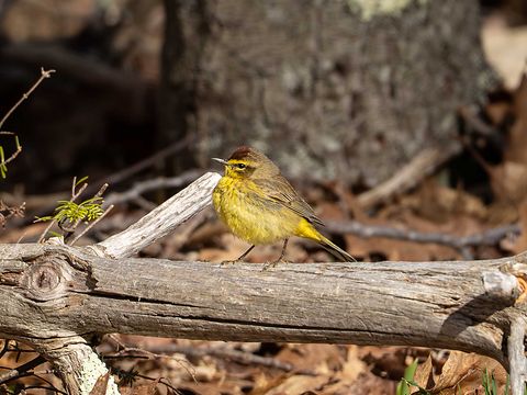 Palm Warbler