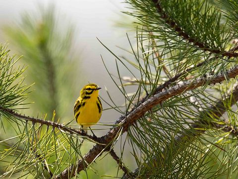 Prairie Warbler