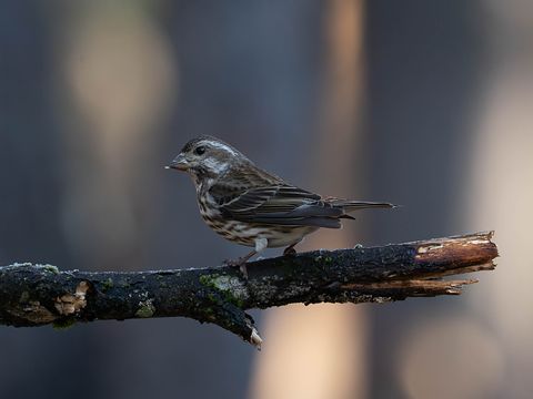 Purple Finch