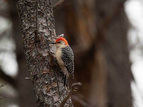 Red-bellied Woodpecker