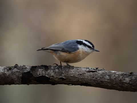 Red-breasted Nuthatch