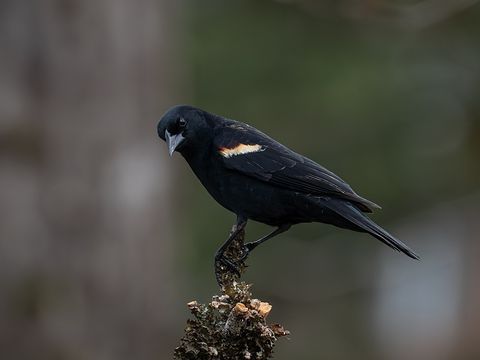 Red-winged Blackbird