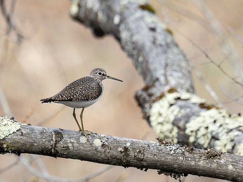 Solitary Sandpiper