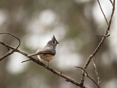 Tufted Titmouse