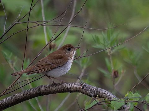 Veery