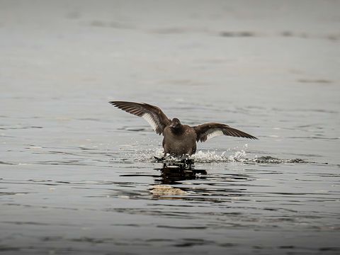 White-winged Scoter