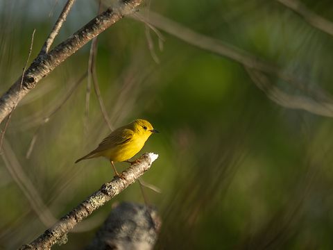 Yellow Warbler