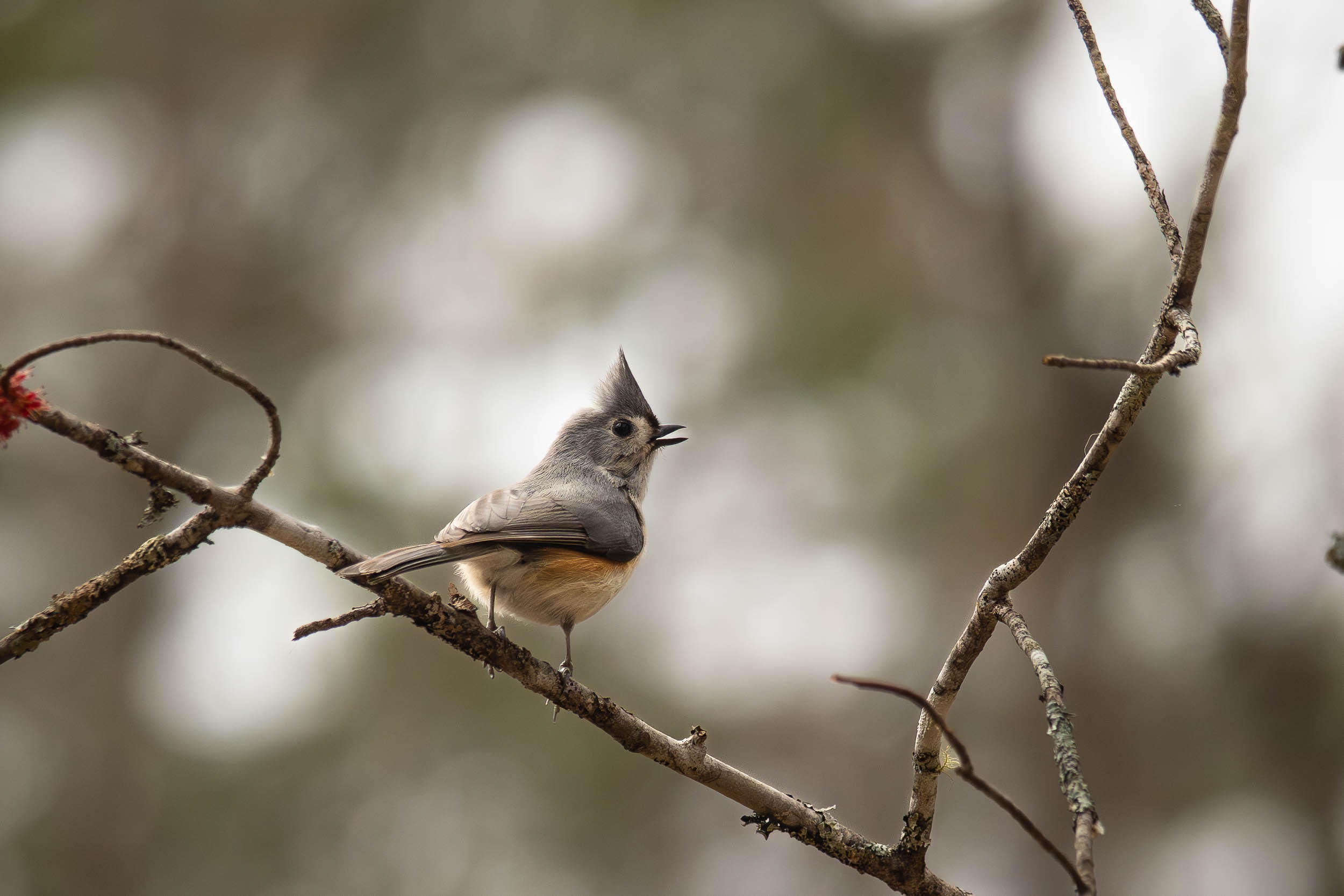 Tufted Titmouse
