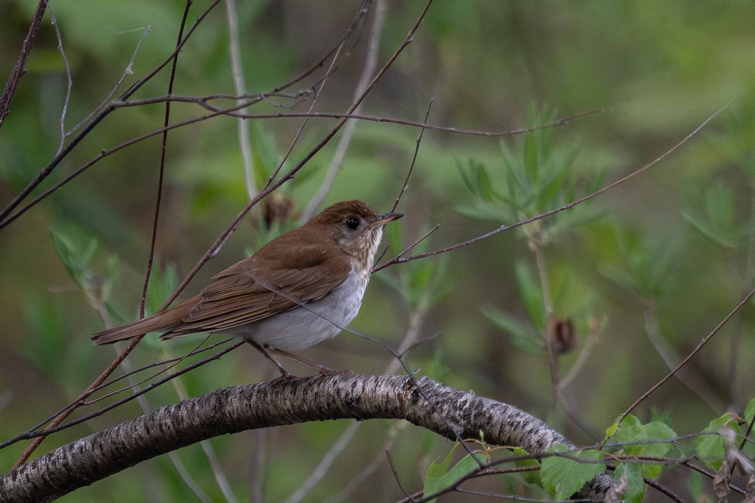 Veery