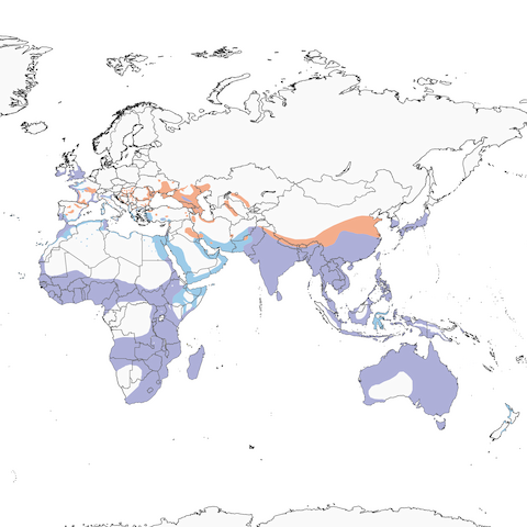 Western Little Egret range map