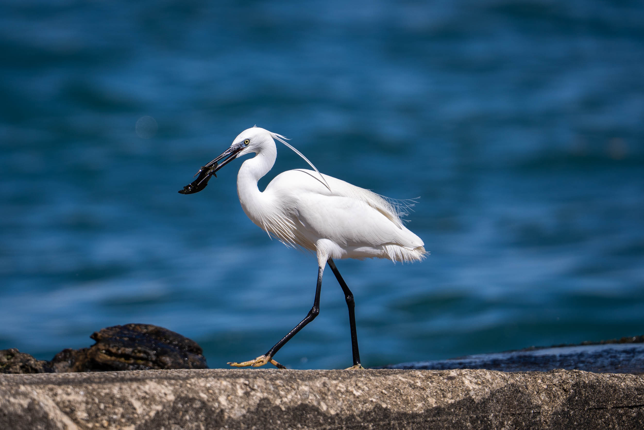 Western Little Egret