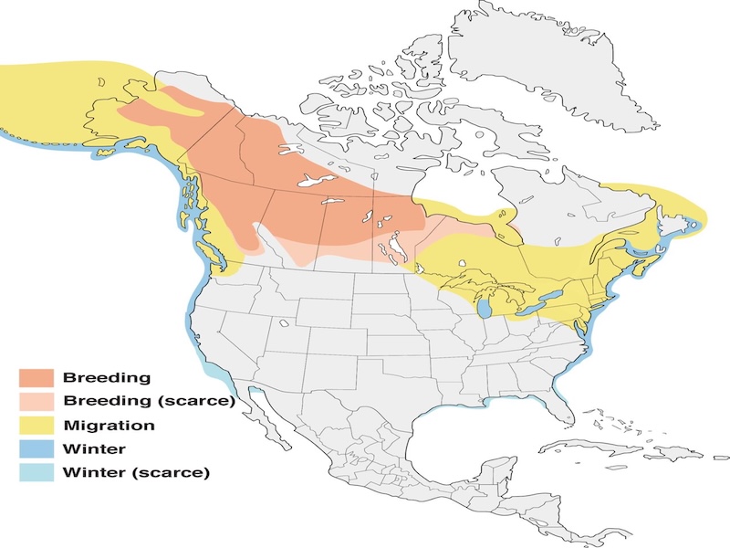 White-winged Scoter range map