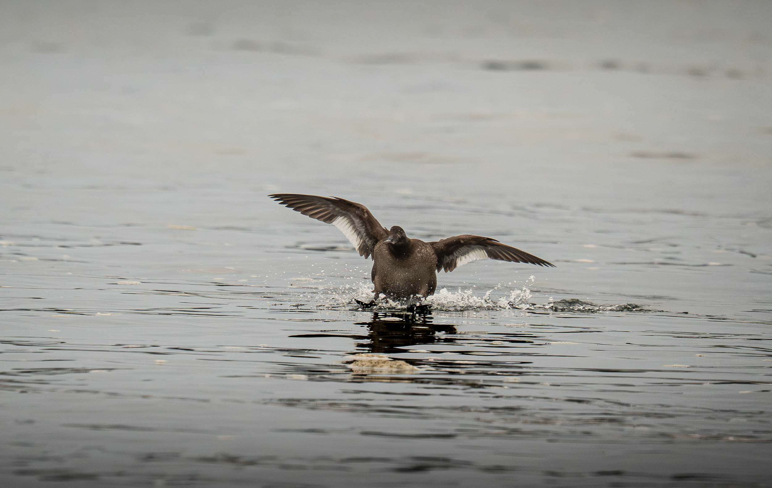 White-winged Scoter