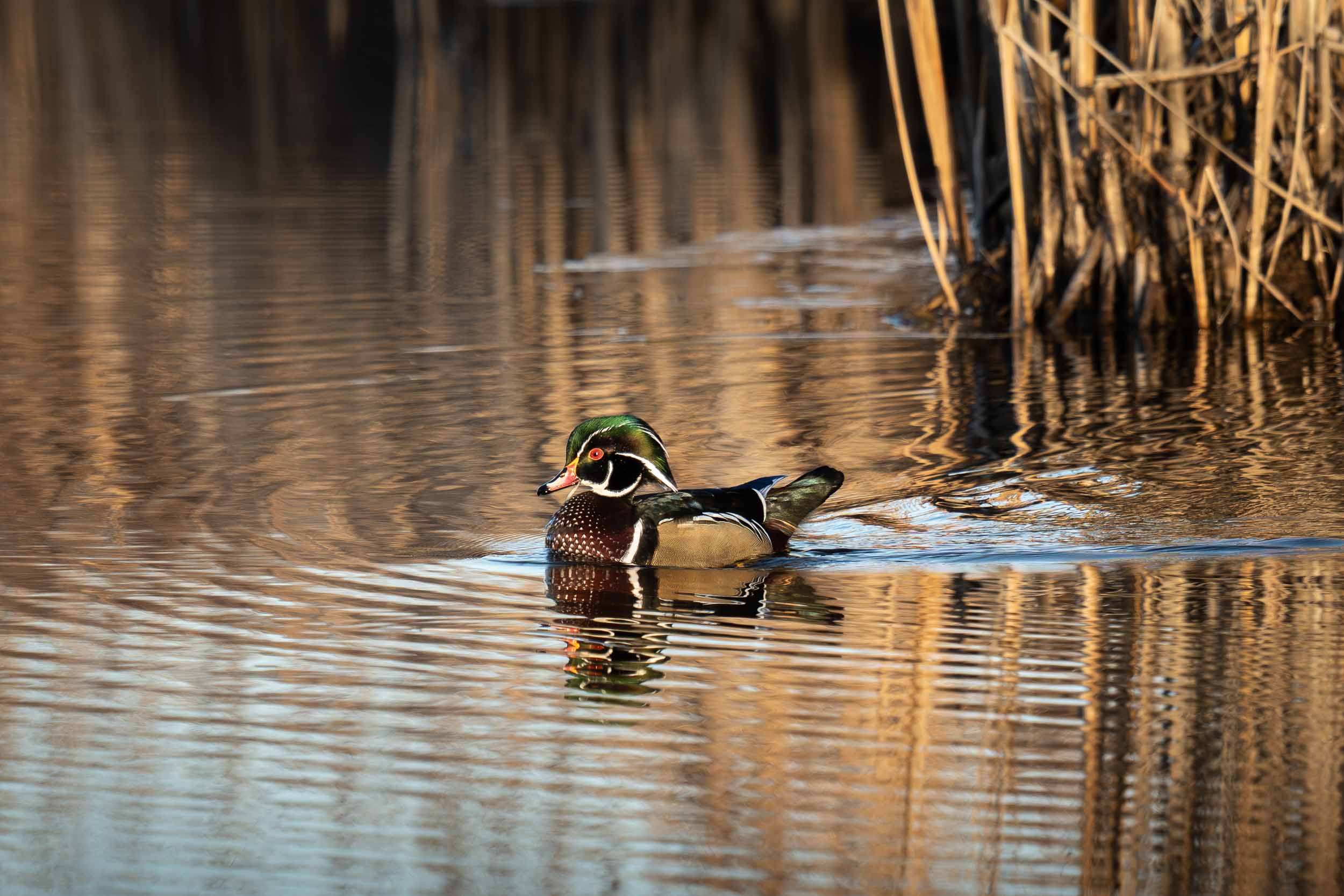 Wood Duck
