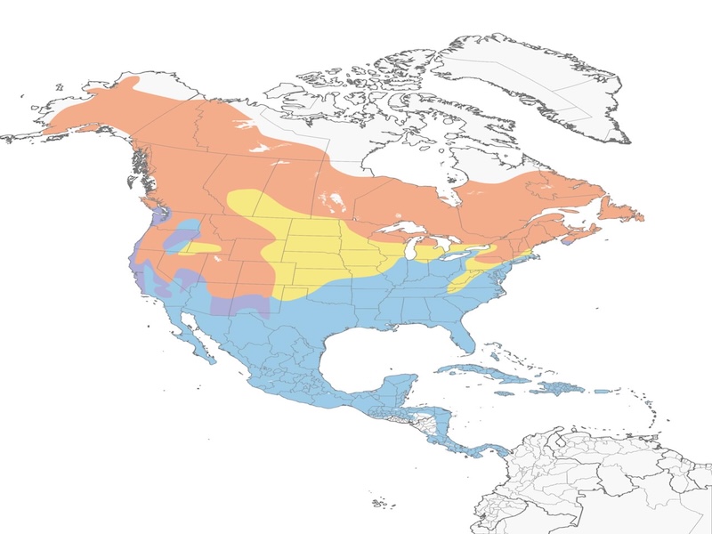 Yellow Rumped Warbler range map