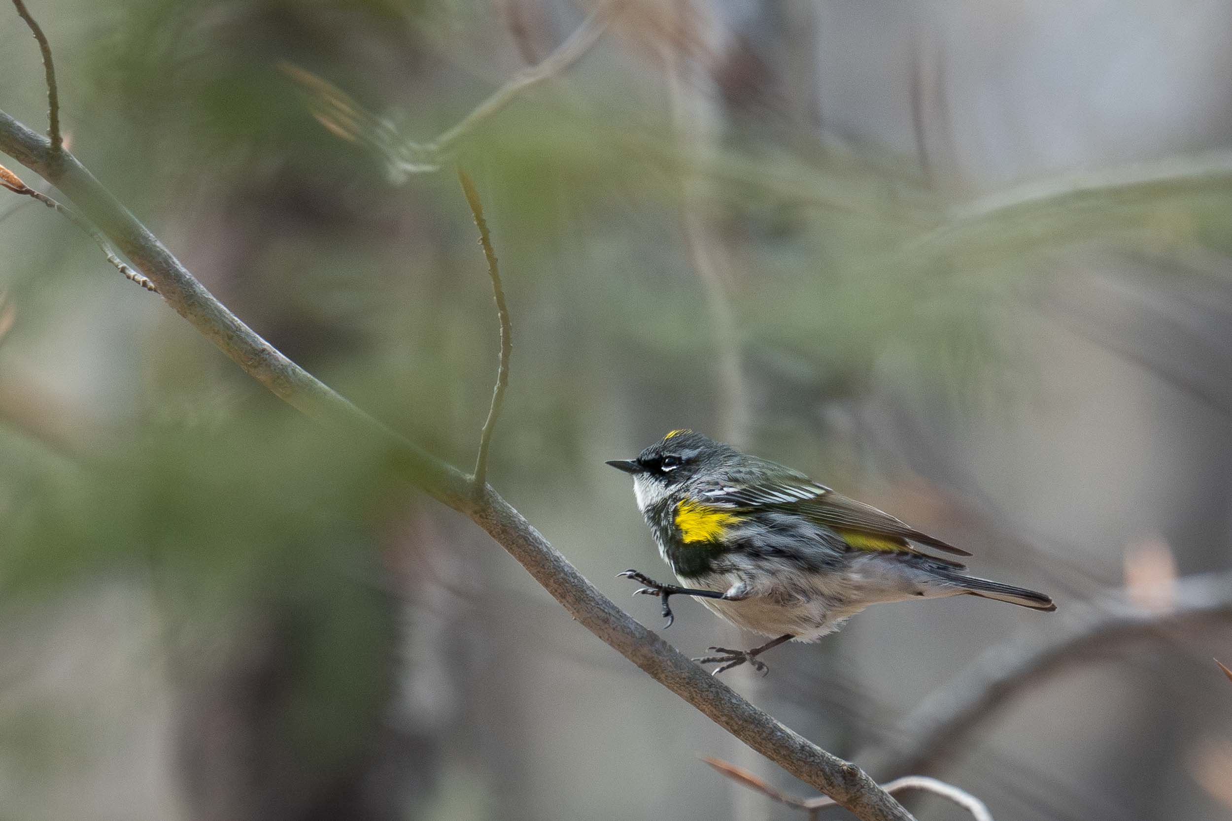 Yellow-rumped Warbler