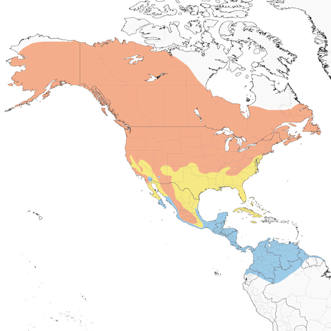 Yellow Warbler range map