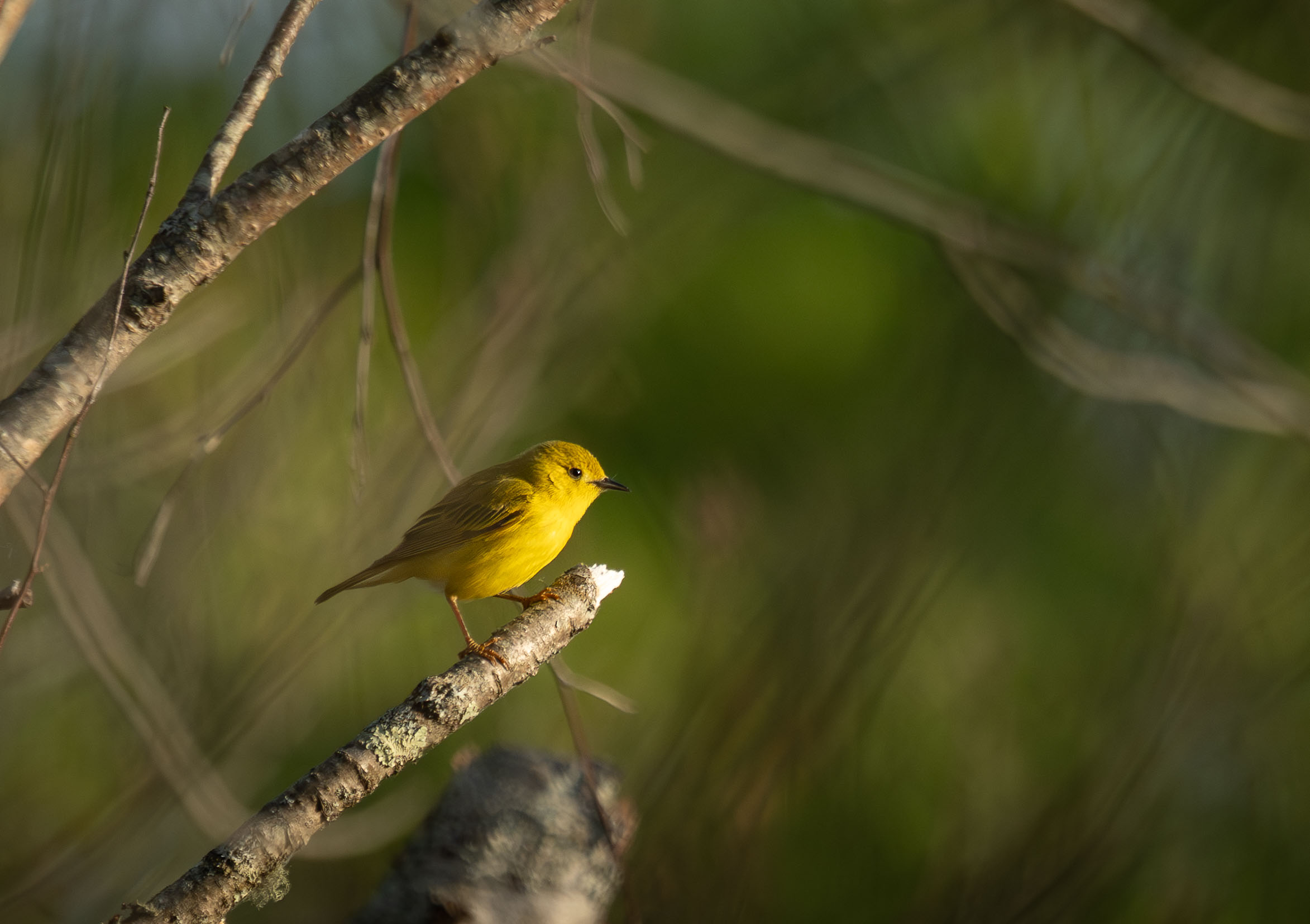 Yellow Warbler